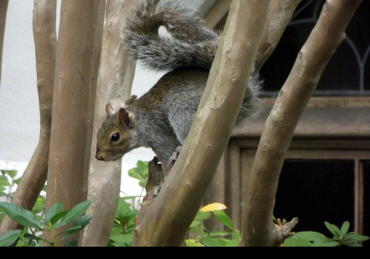 A friendly Savannah squirrel.