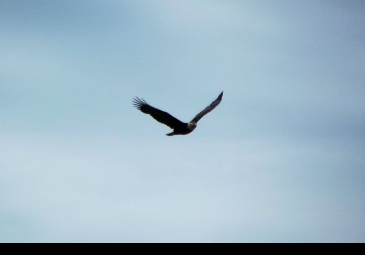 An eagle.