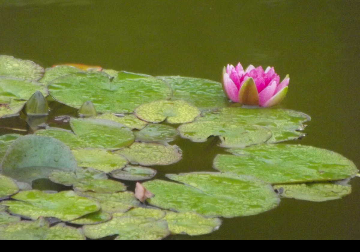 Water Lily in splendid isolation. .