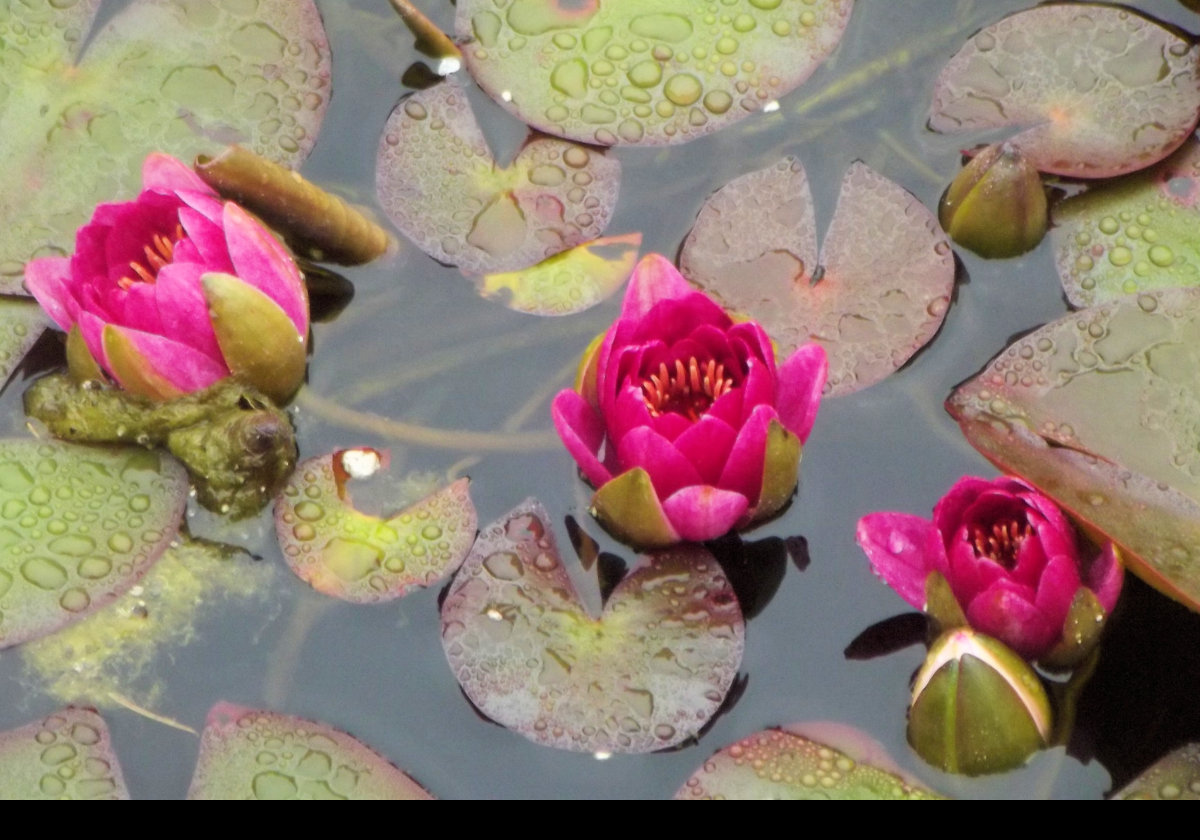 Water lilies; botanical name: Nymphaeaceae. There are approximately 70 species that grow in temperate and tropical climates.  Their roots, more properly rhizomes, grow in the soil below the water and attach to the plants via long stems.