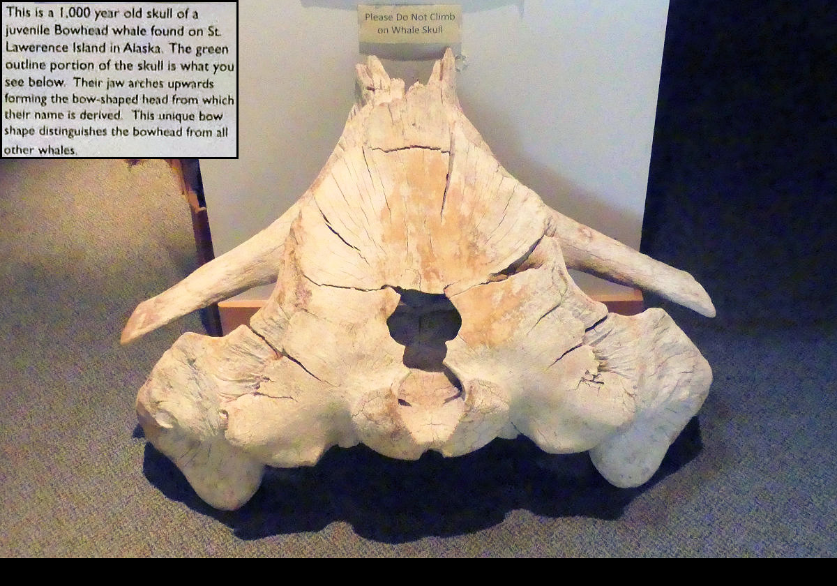A whale skull.  I have beeen unable to identify the species.  