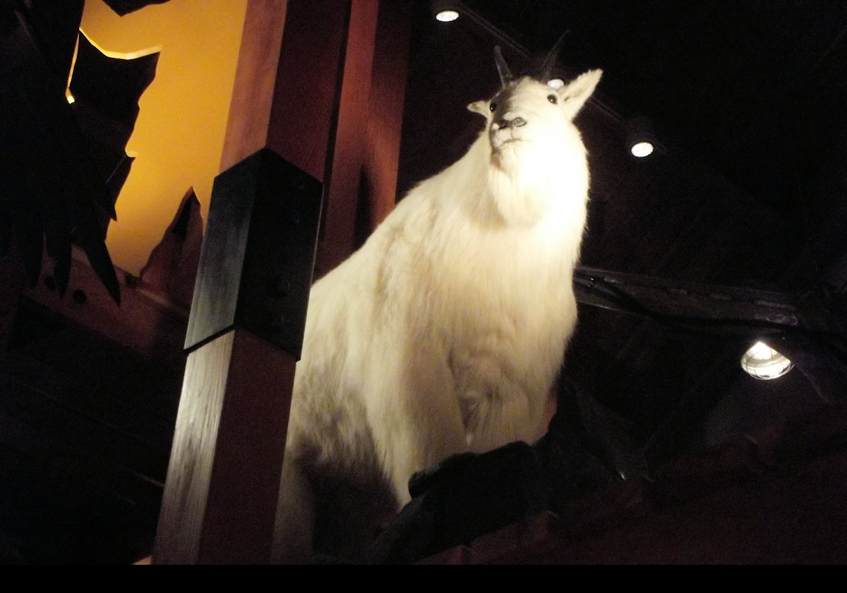 A splendid mountain goat up in the rafters.