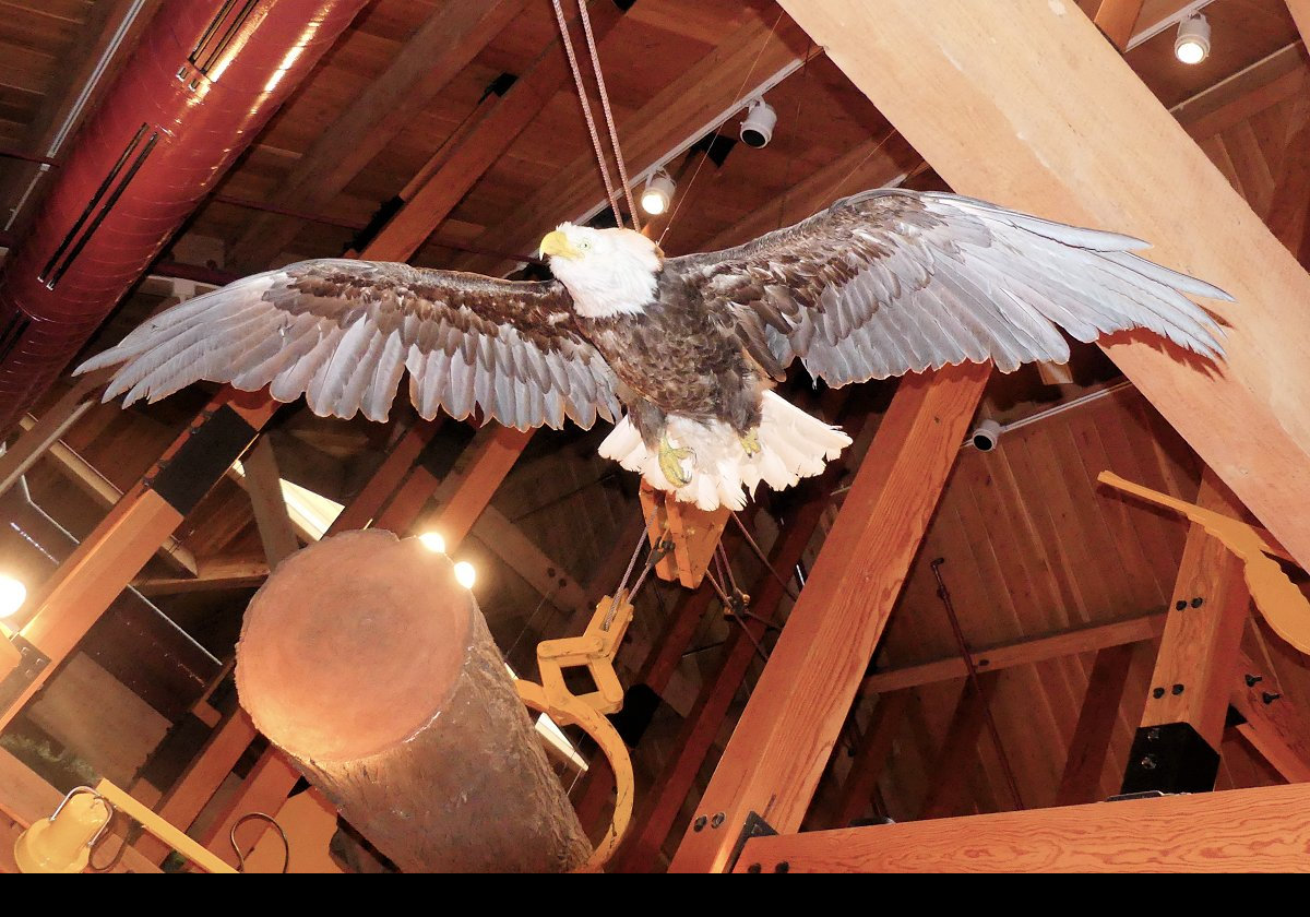 Now a bald eagle up in the rafters.