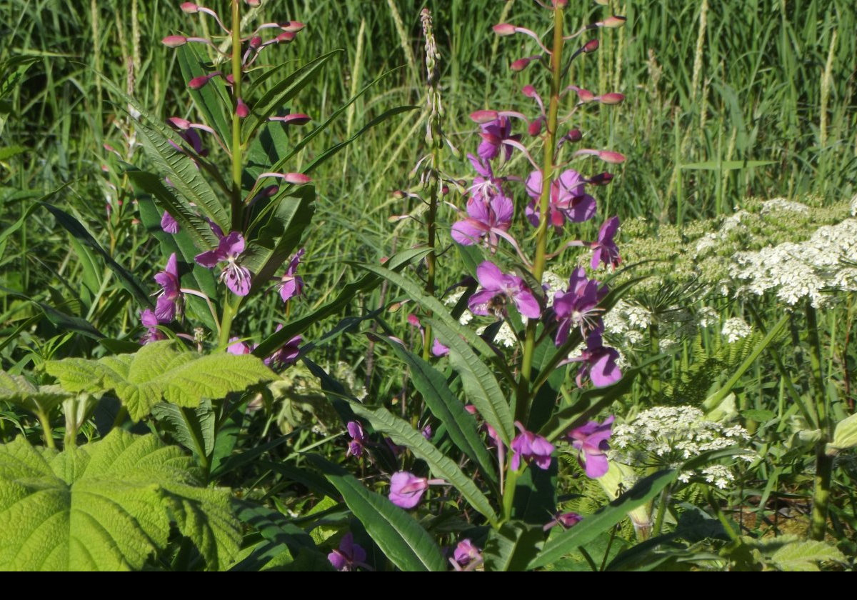 Always try to take pictures of my favorite "weed"; Rosebay Willow Herb (UK) or Fireweed (US).  