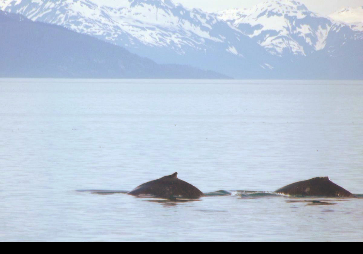 On our way out into Icy Strait, we were lucky enough to see this small pod of whales.  