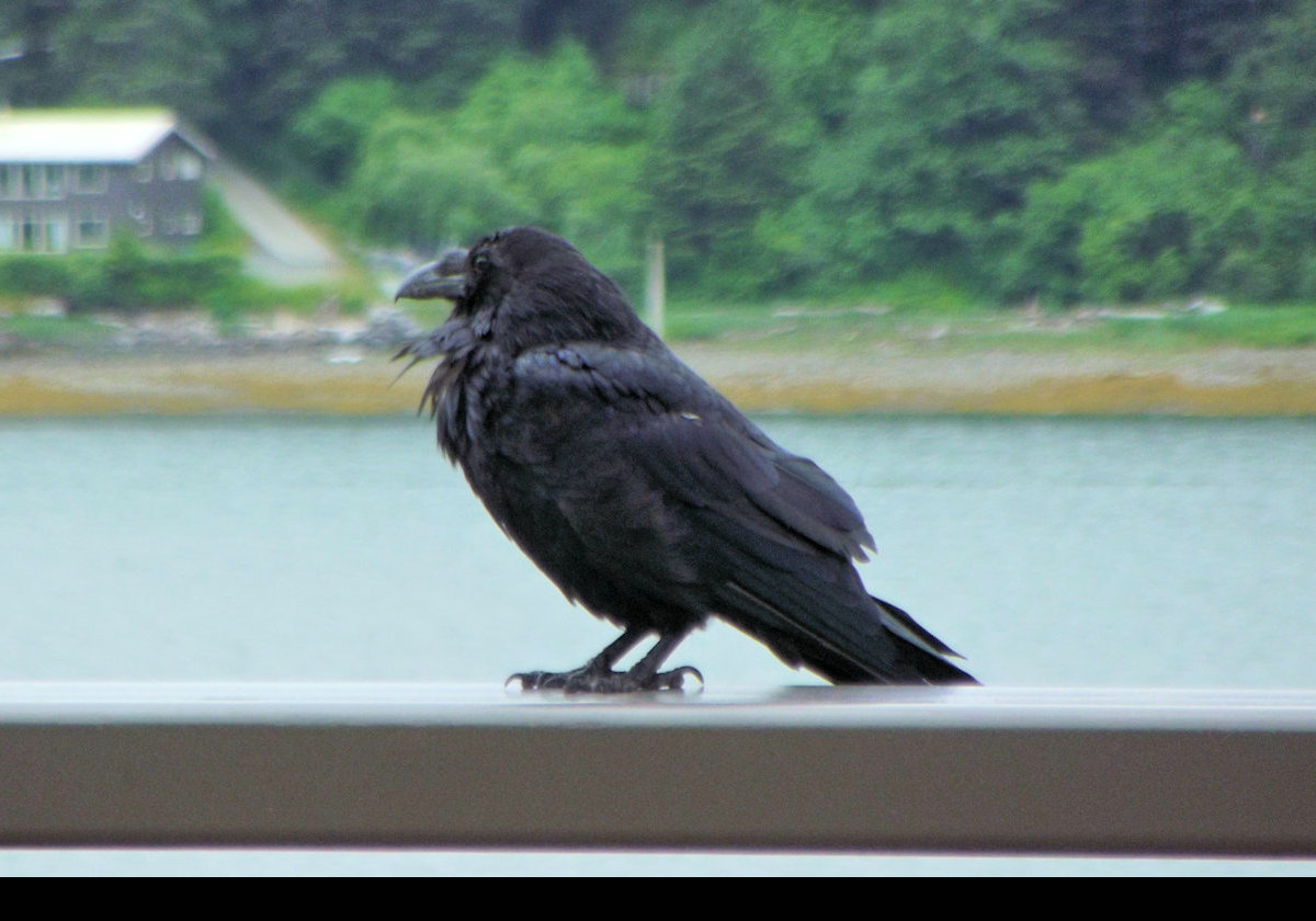 A grumpy crow as seen on the roof of the State Office Building.