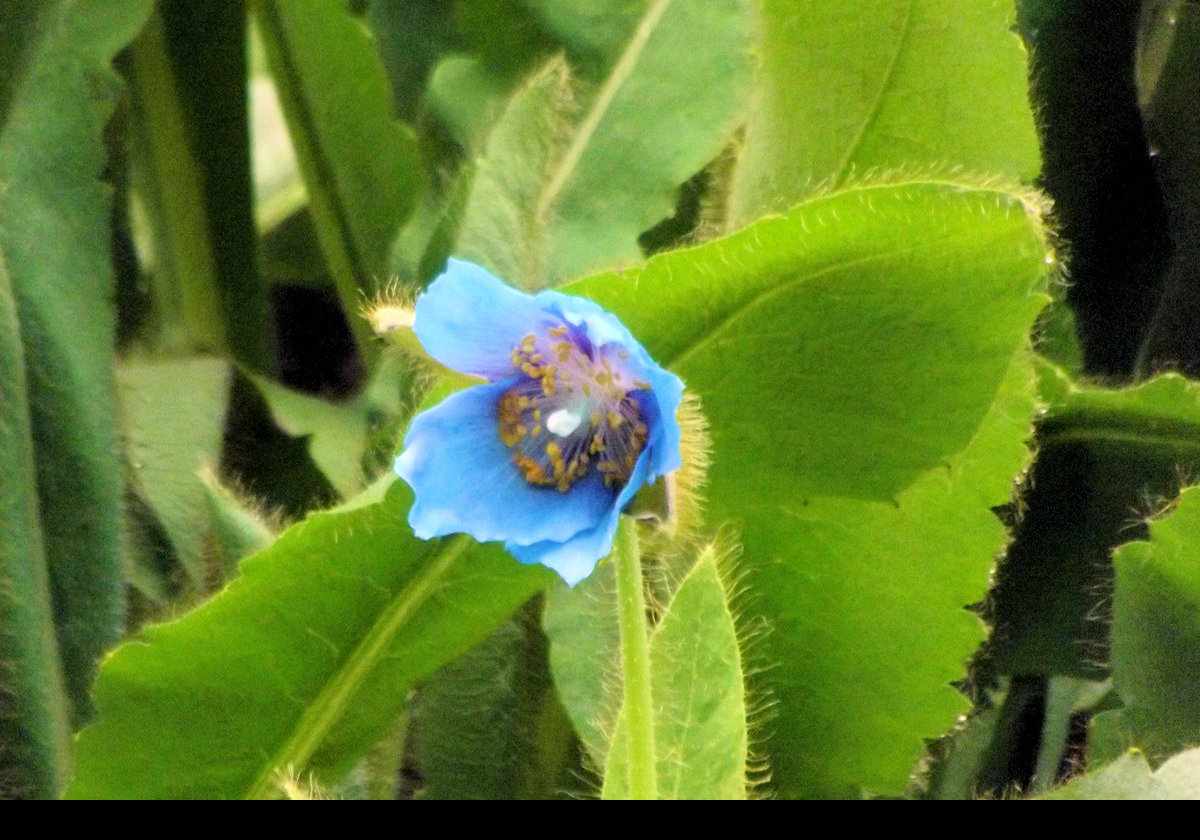 Now a few flower pictures starting withwhat I believe to be a Himalayan Blue Poppy.