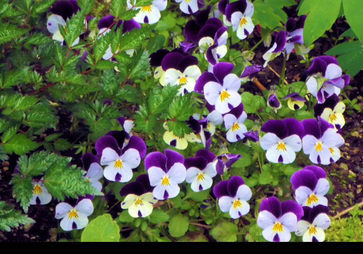 A lovely display of  Purple & White Pansies.