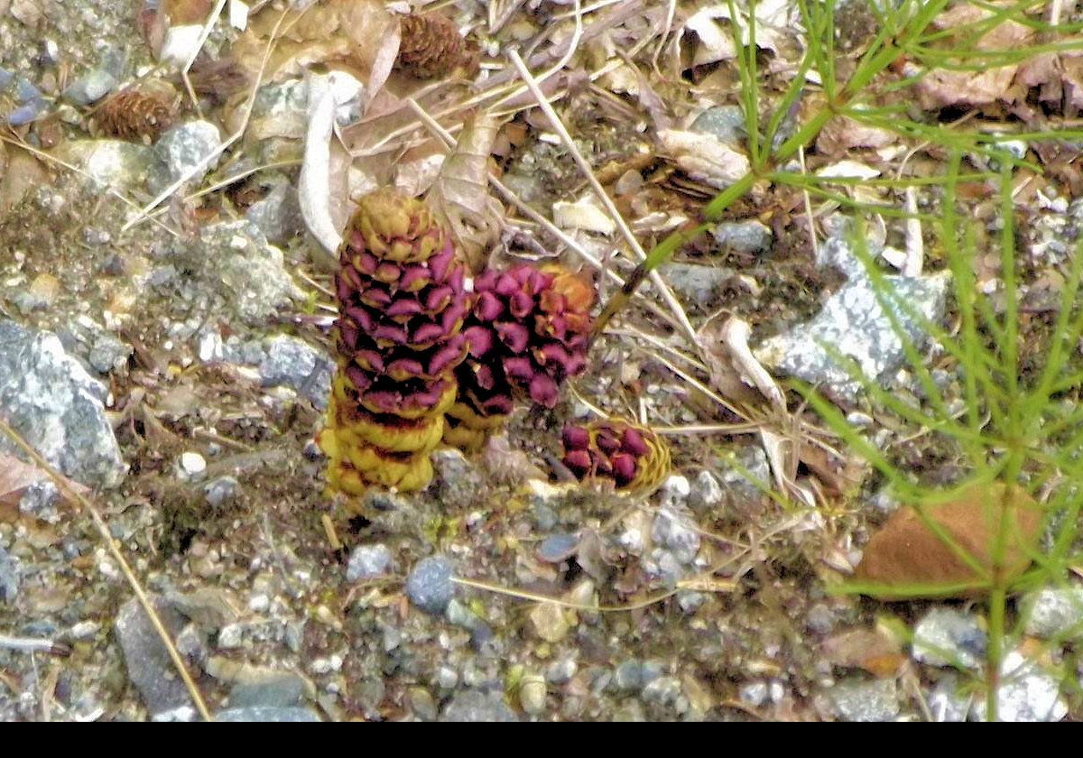 Resembling pine cones, the Northern Ground Cone (Boschniakia Rossica) has little or no chlorophyll, so cannot synthesize carbohydrates.  It is parasitic, and obtains nutrition from other living plants.  