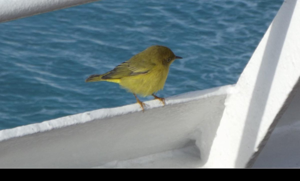 One of our smaller passengers.  Do not know when it got on board or when it left.  