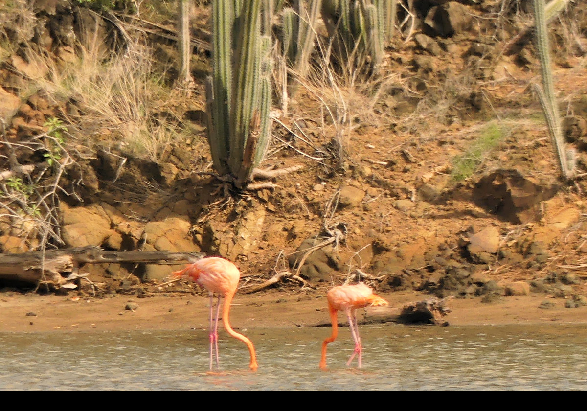 The flamingos in lake Goto.