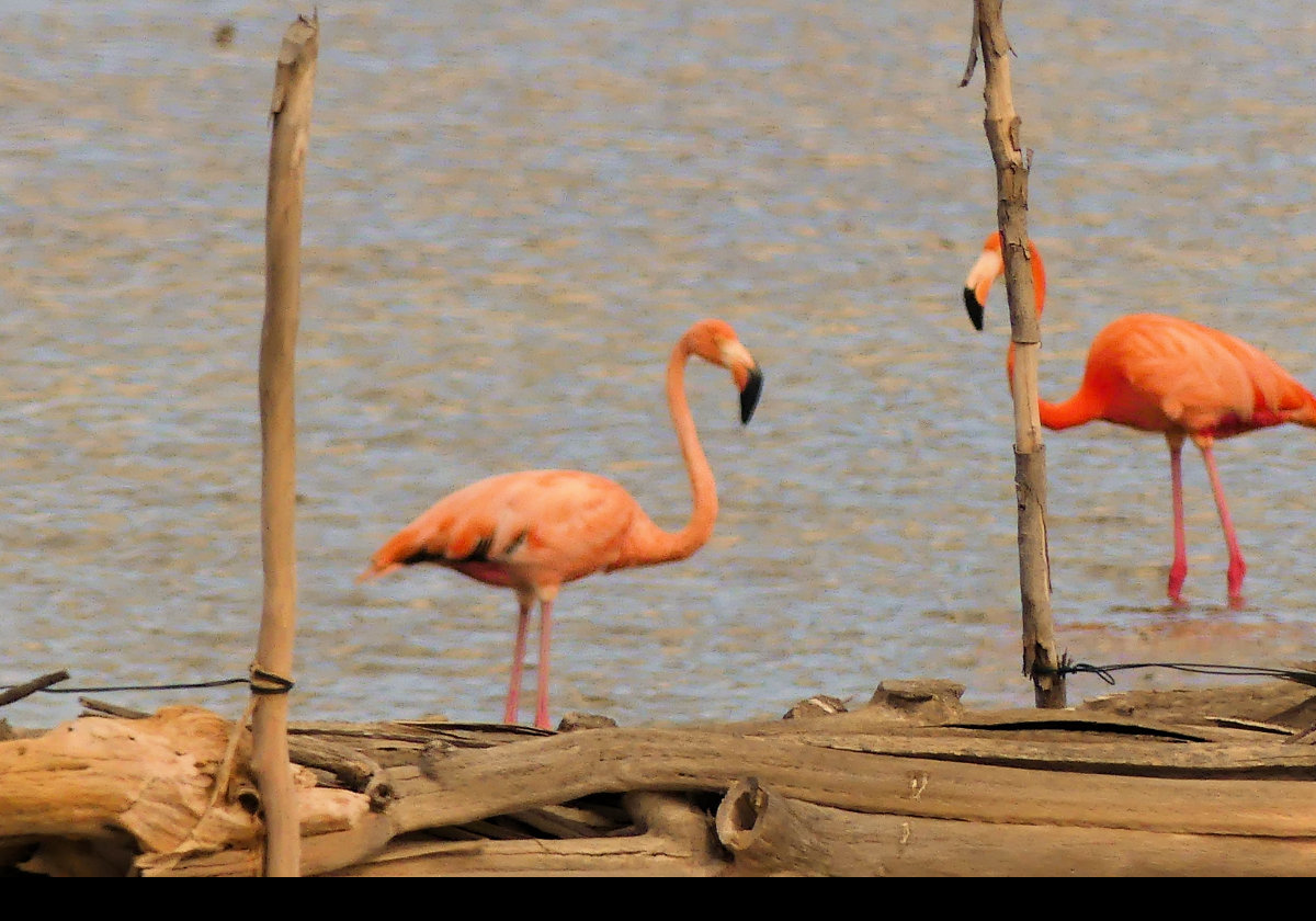 The flamingos in lake Goto.