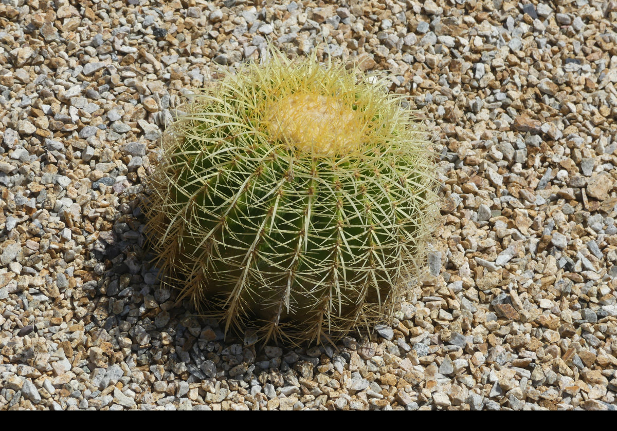This cactus is about 60 cms (2 feet) across.
