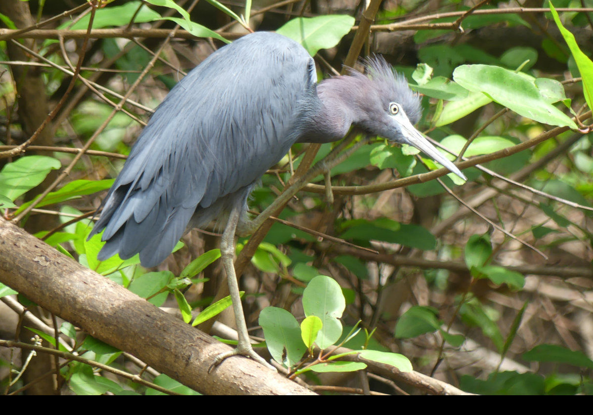 I believe this is a little blue heron (Egretta caerulea) but am open to correction.