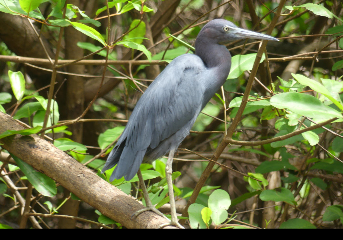 I believe this is a little blue heron (Egretta caerulea) but am open to correction.