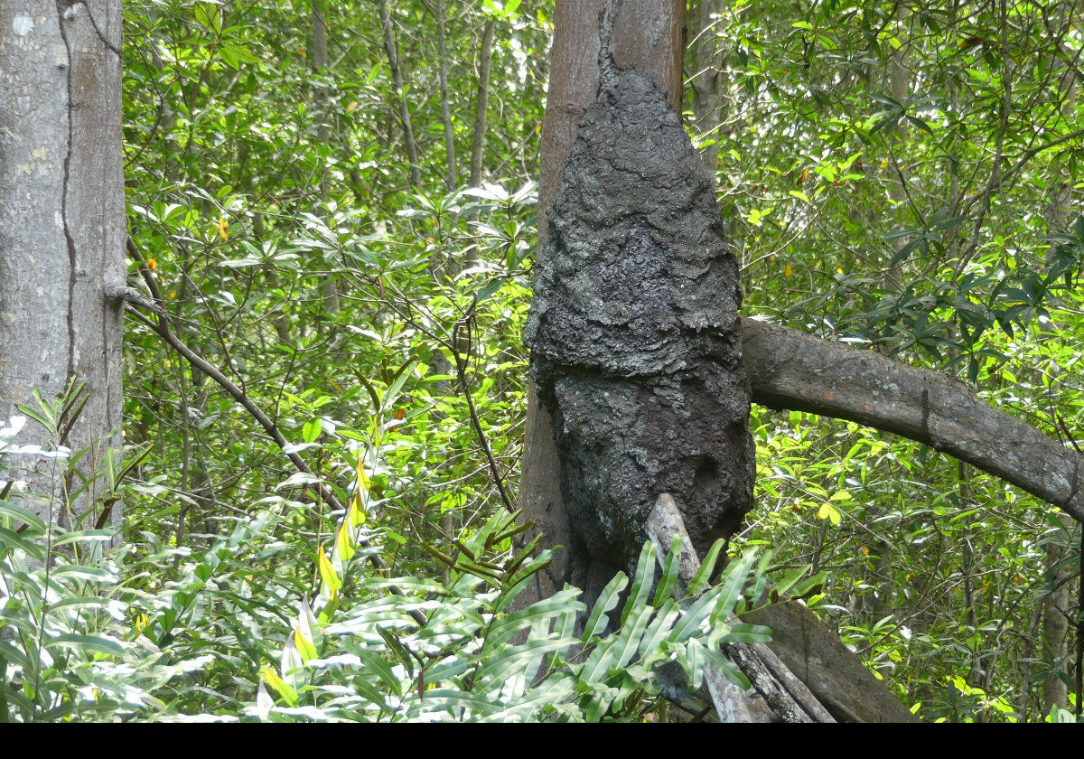A Nasutitermes termite nest on a tree trunk.  Very spooky!