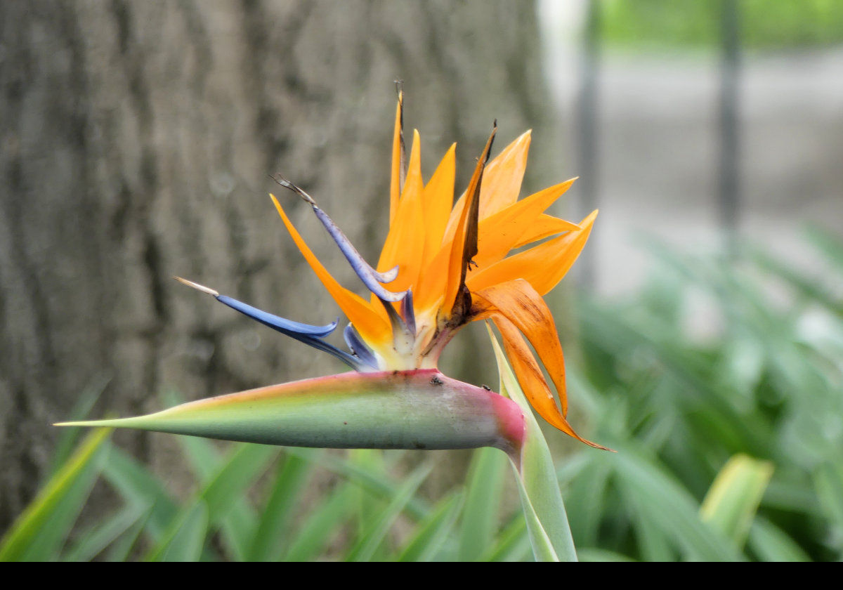 Strelitzia reginae, A crane flower or bird of paradise flower.