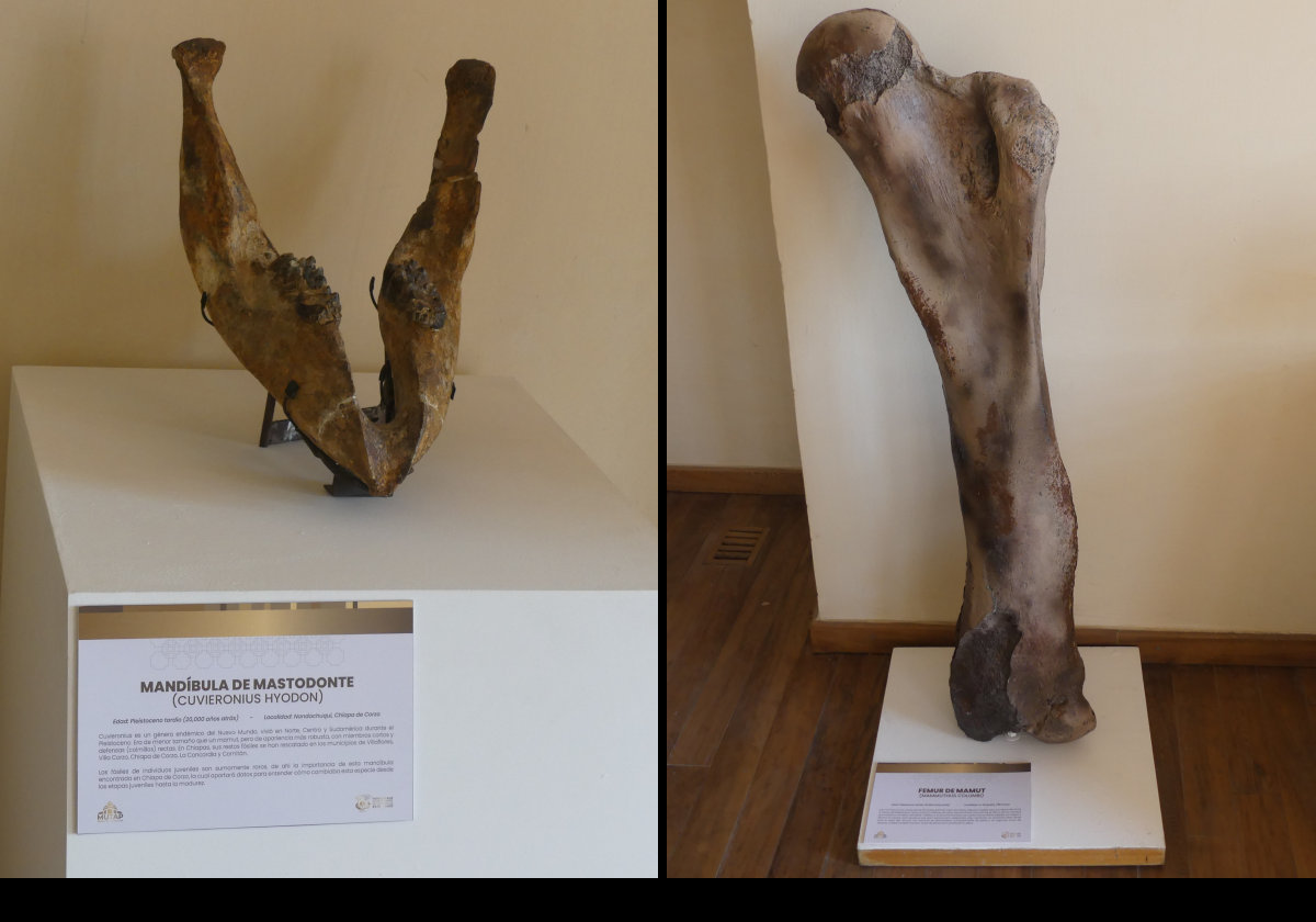 Left: Cuvieronius hyodon Right: Mammuthus Columbi or Columbian mammoth