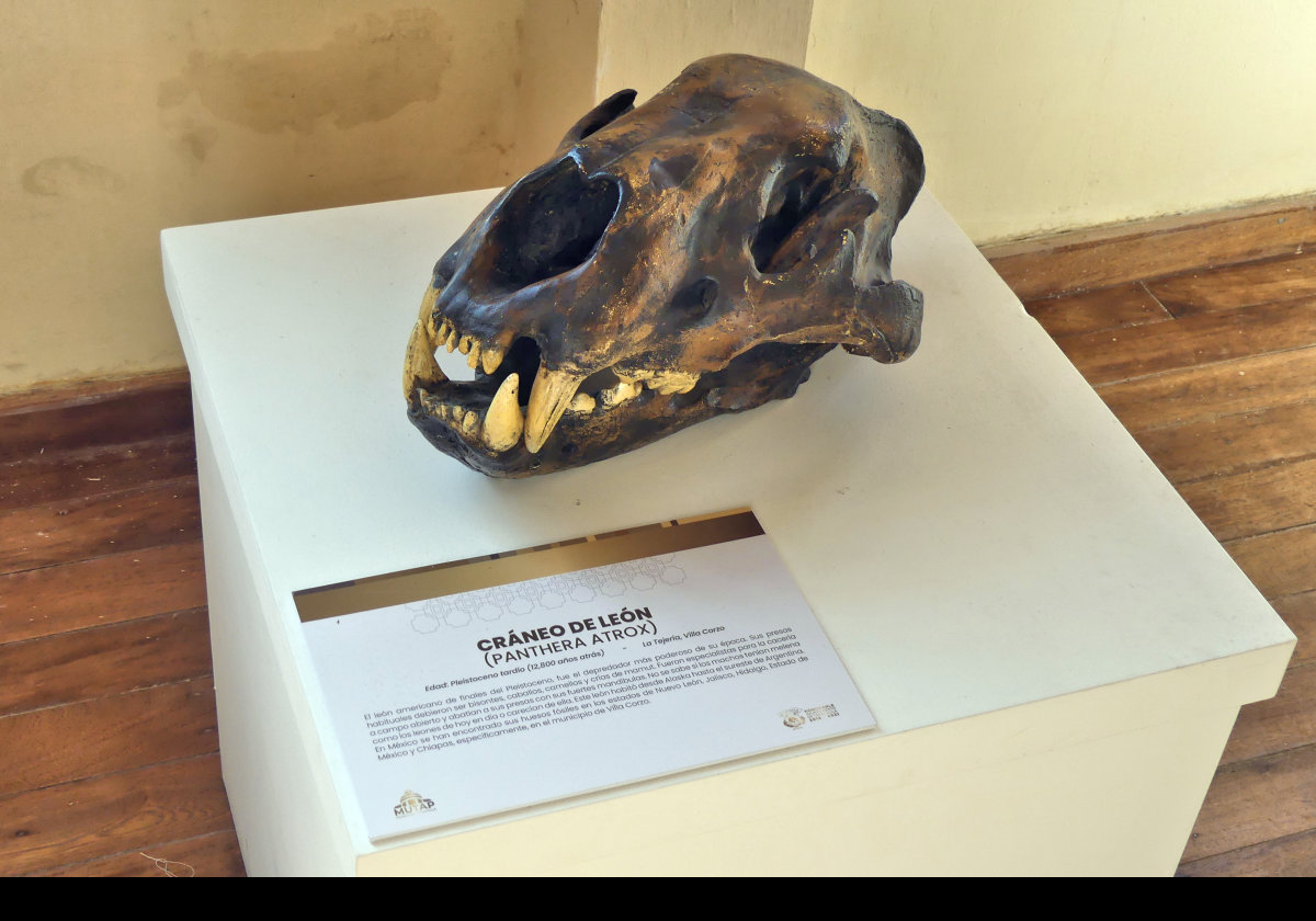 Skull of an extinct American lion (Panthera atrox)