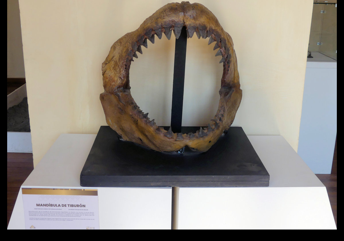 Jaw of a Carcharodon carcharias (great white shark or tiburón blanco)