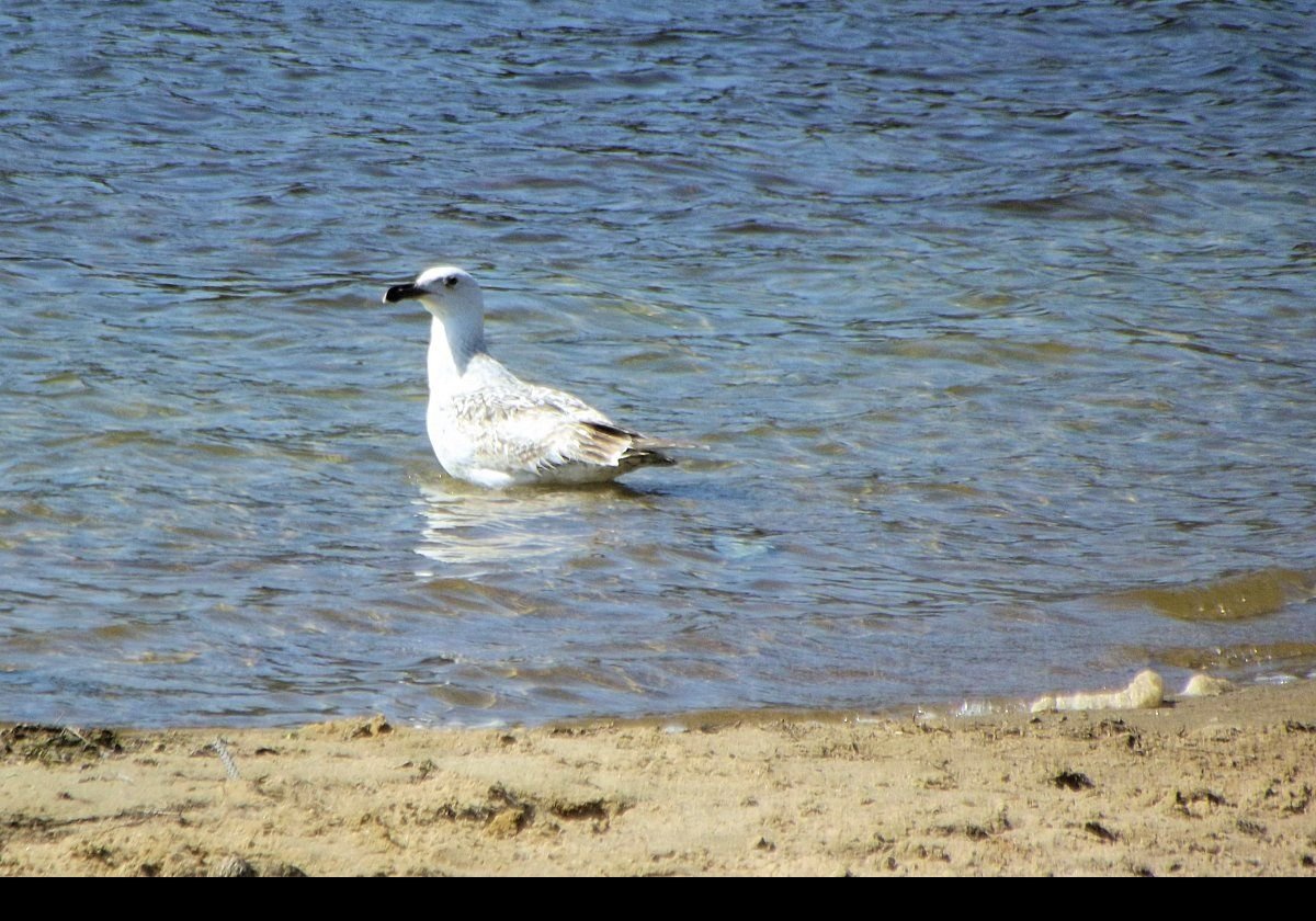 A gull on Great Pond beach.