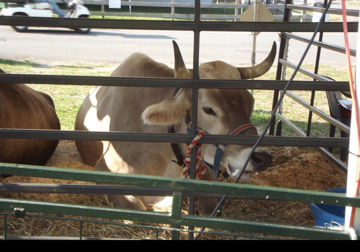 A pair of oxen.  They are huge; over five feet tall at the shoulder!  