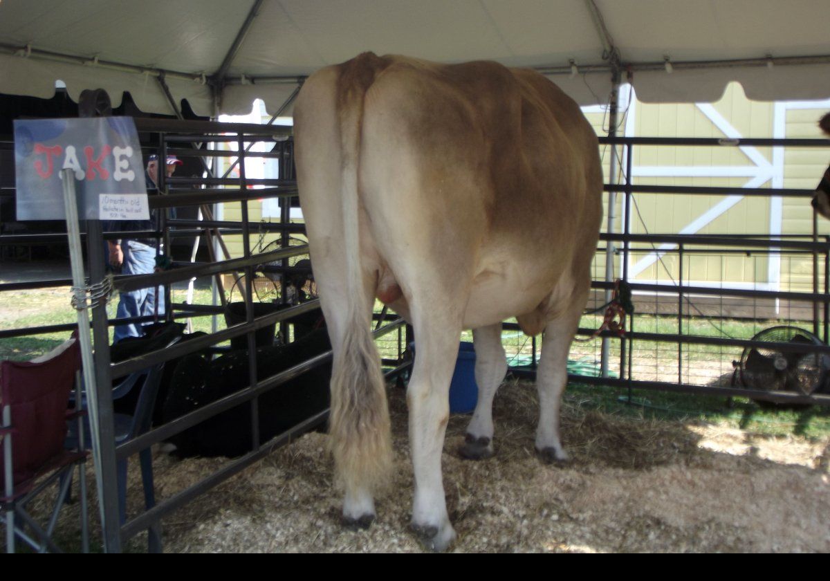 A pair of oxen.  They are huge; over five feet tall at the shoulder!  