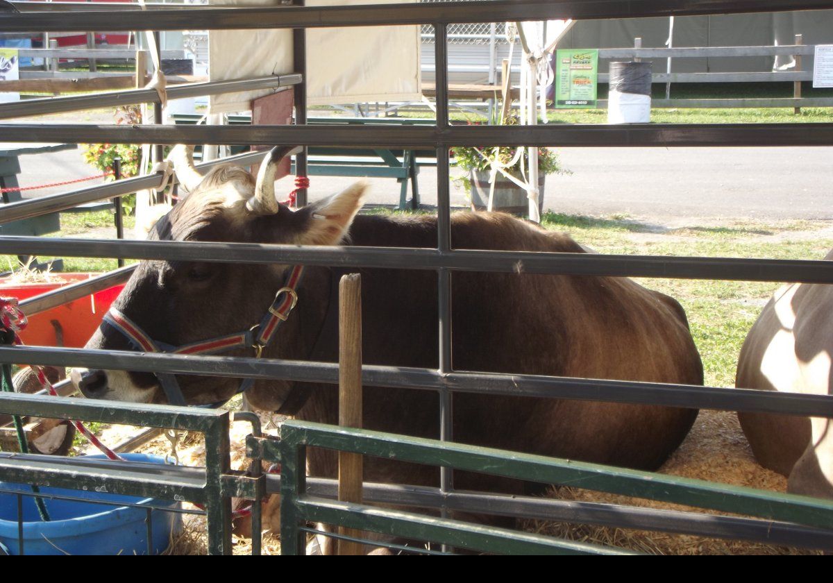 A pair of oxen.  They are huge; over five feet tall at the shoulder!  