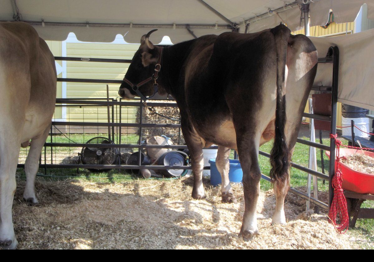 A pair of oxen.  They are huge; over five feet tall at the shoulder!  