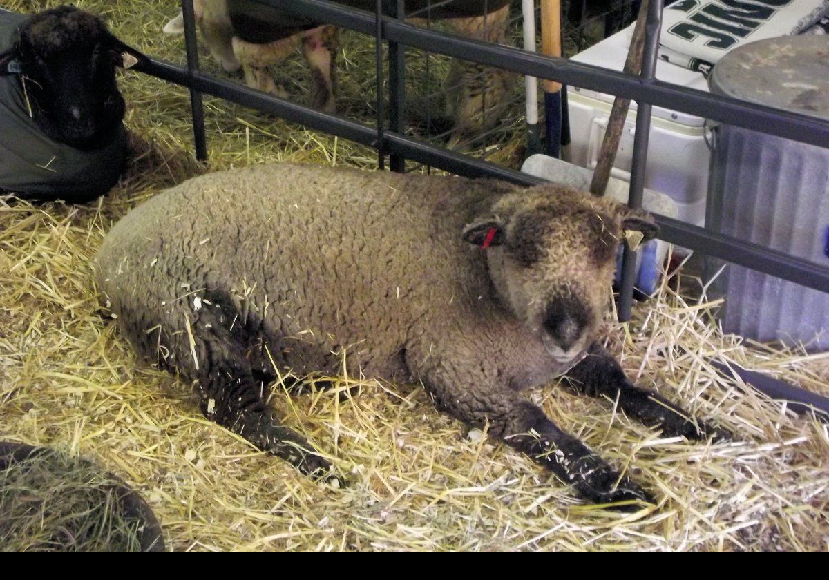 Now some of the sheep on display.