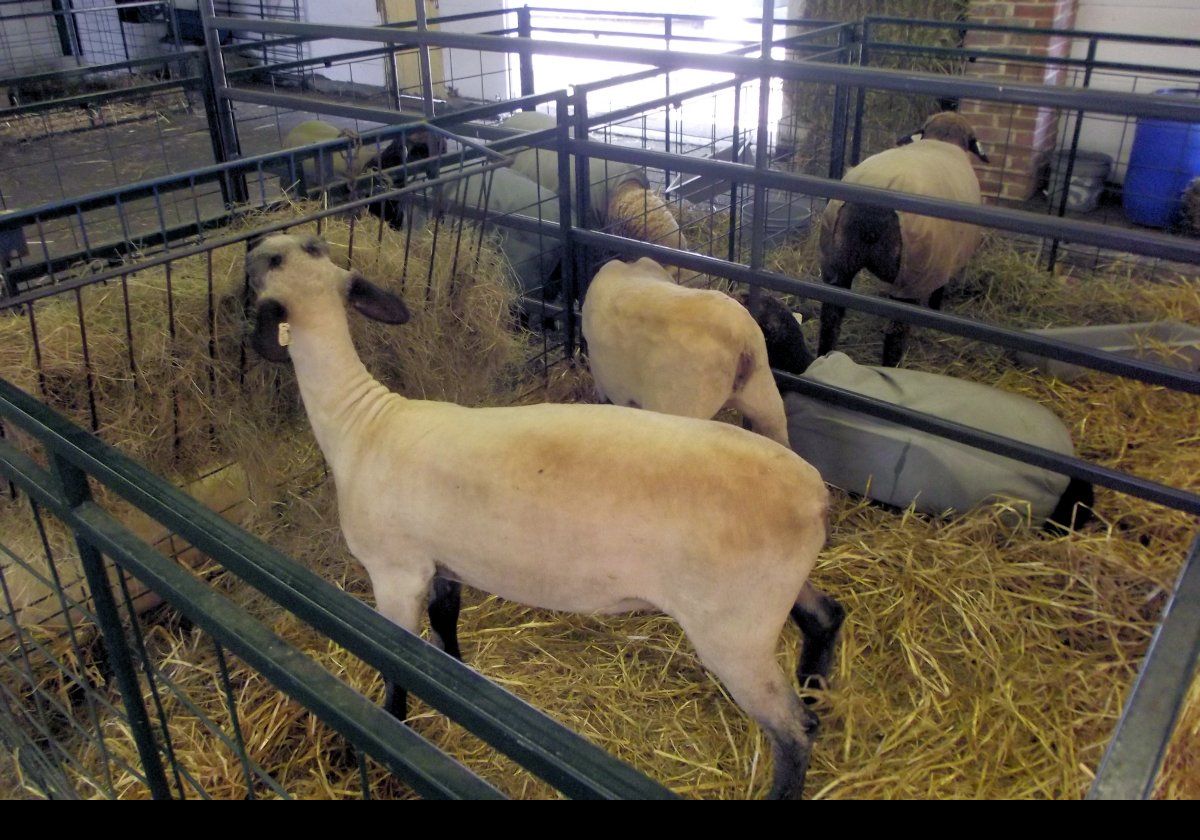 Now some of the sheep on display.