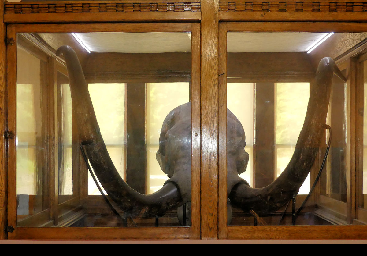 In the William Pryor Letchworth Museum. A Mastodon.  We were unable to get into the enclosure!