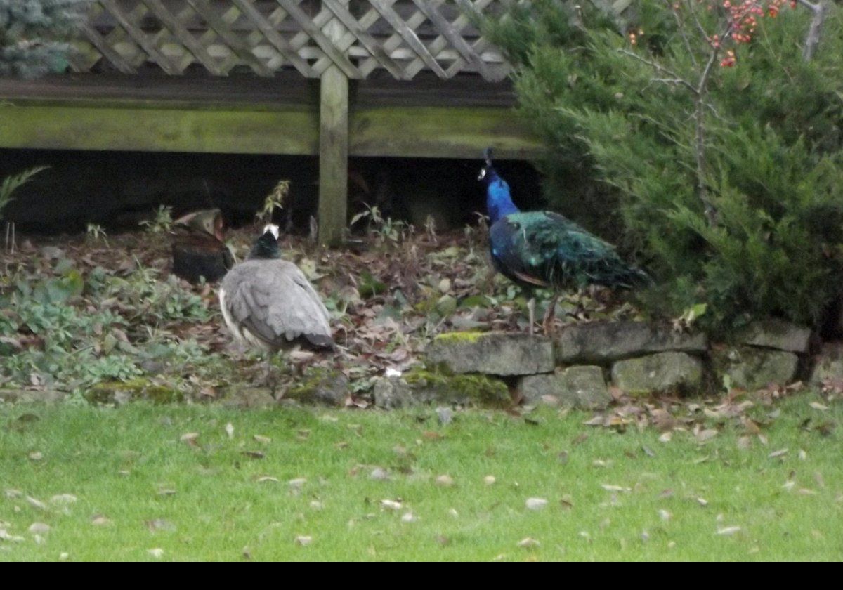 Peacock and Peahen; or two Peafowl if you prefer.  But not a Peachick in sight!  