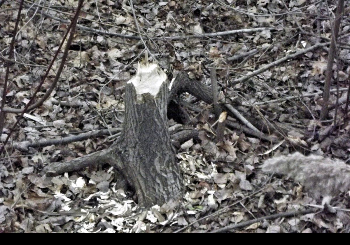 Rhere are a lot of beavers in and around the lake.  Here is a tree that they felled; at least, what is left of it!