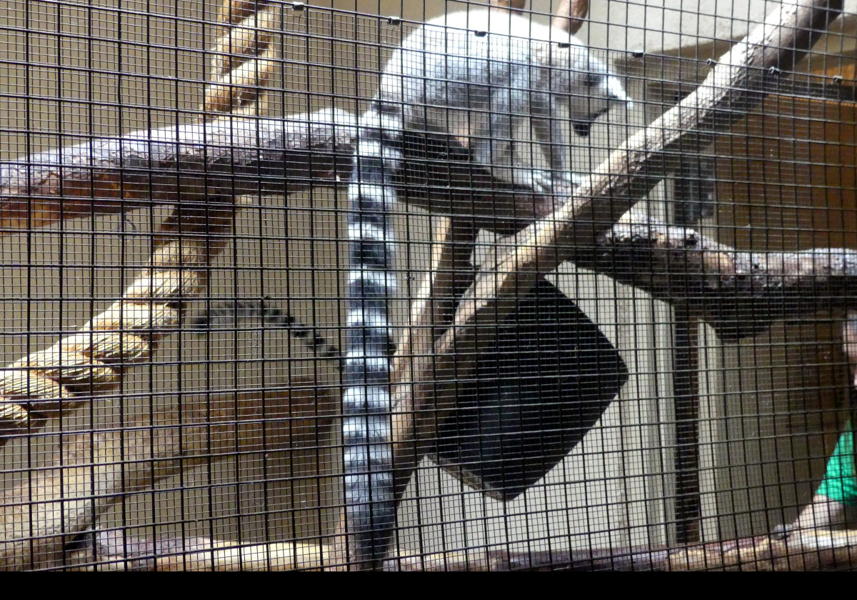 Ring-Tailed Lemur.  Comes from  the island of Madagascar, as do all Lemurs.  Hunted for meat and for the exotic pet trade, as well as the destructionof its natural habitat, it is listed as an endangered species. 