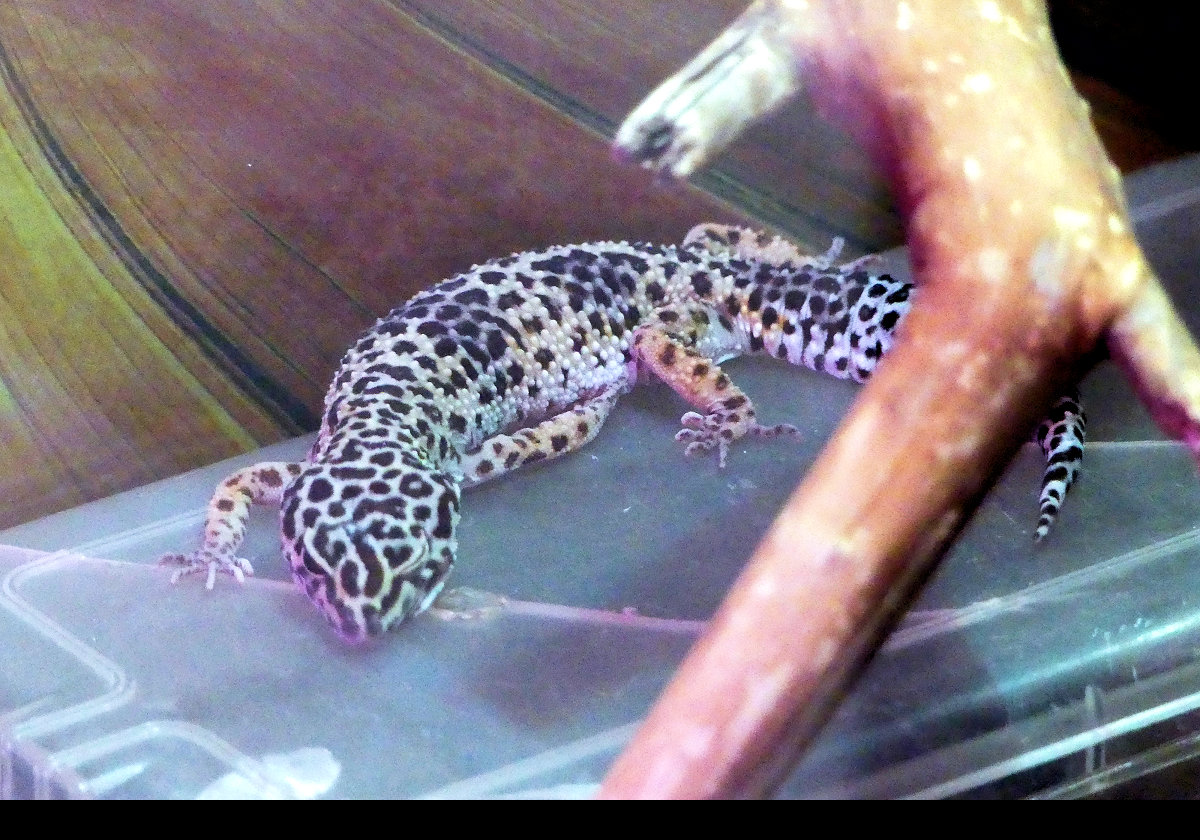 A Leopard Gecko.  