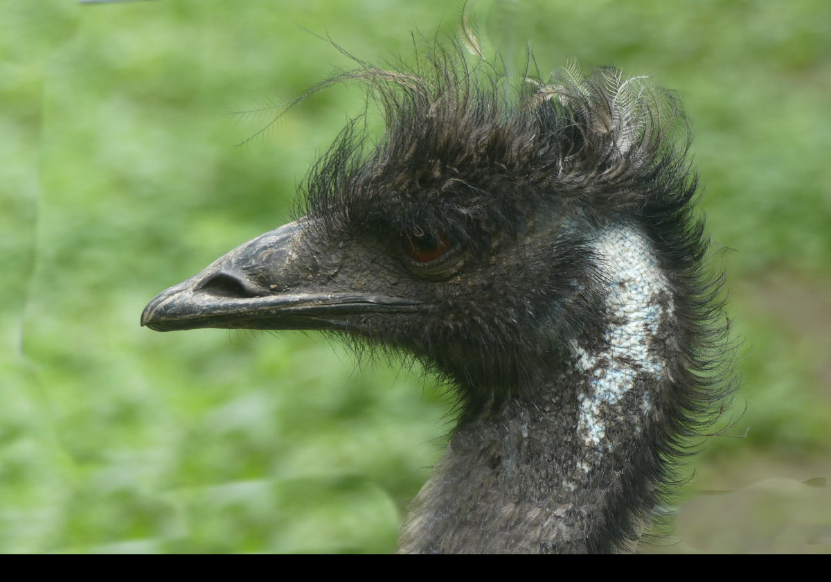 An Emu native of Australasia.  Note the tuft of hair on its head differentiating it from the Greater Rhea.