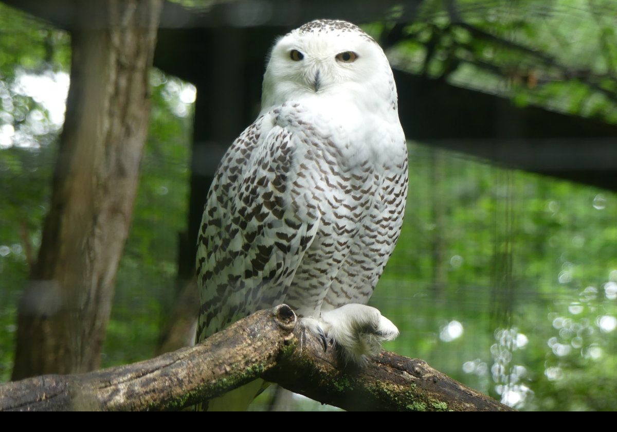 A North American Snowy Owl.  Click the image for a closeup.