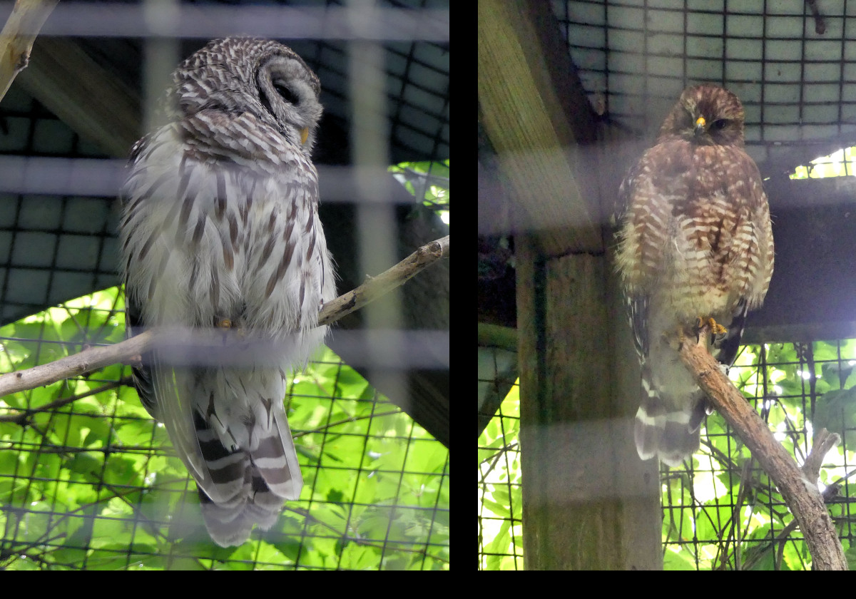 A Barred Owl and a Screech Owl.  