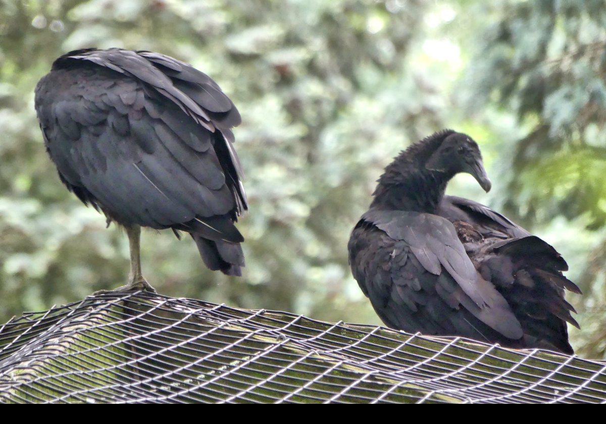 Black Vultures.