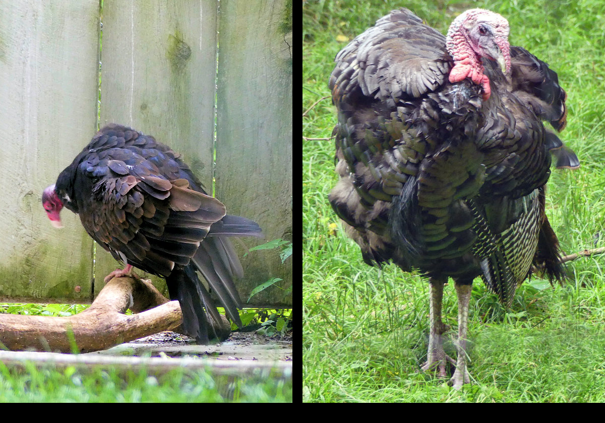 A Turkey Vulture on the left, and a Wild Turkey on the right.
