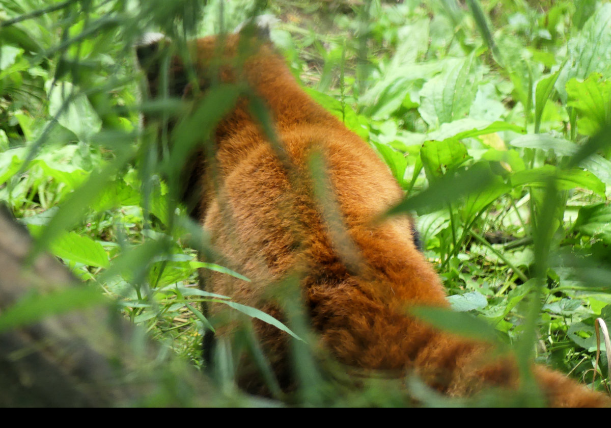A Red Panda from Asia; very shy!