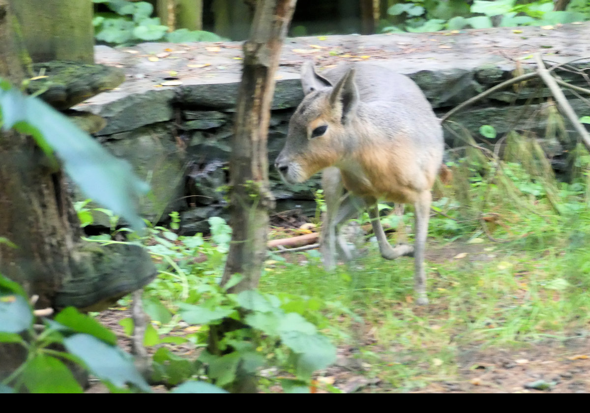 A Patagonian Cavy or Mara.  It is a relatively large rodent from The southern end of Chile and Argentina.  