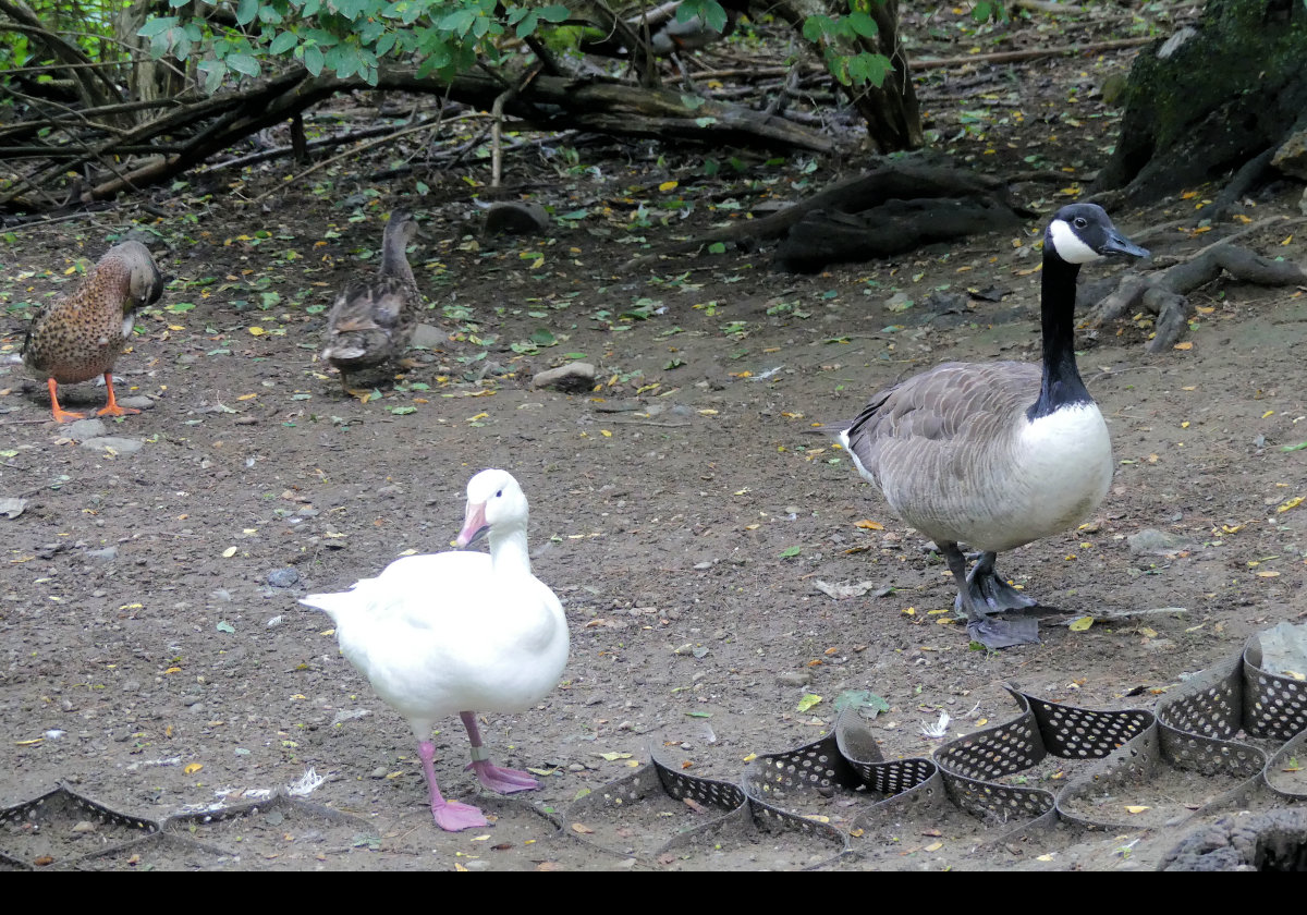 Mallard ducks and a goose.