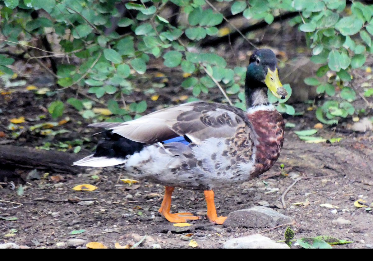 Male Mallard duck.