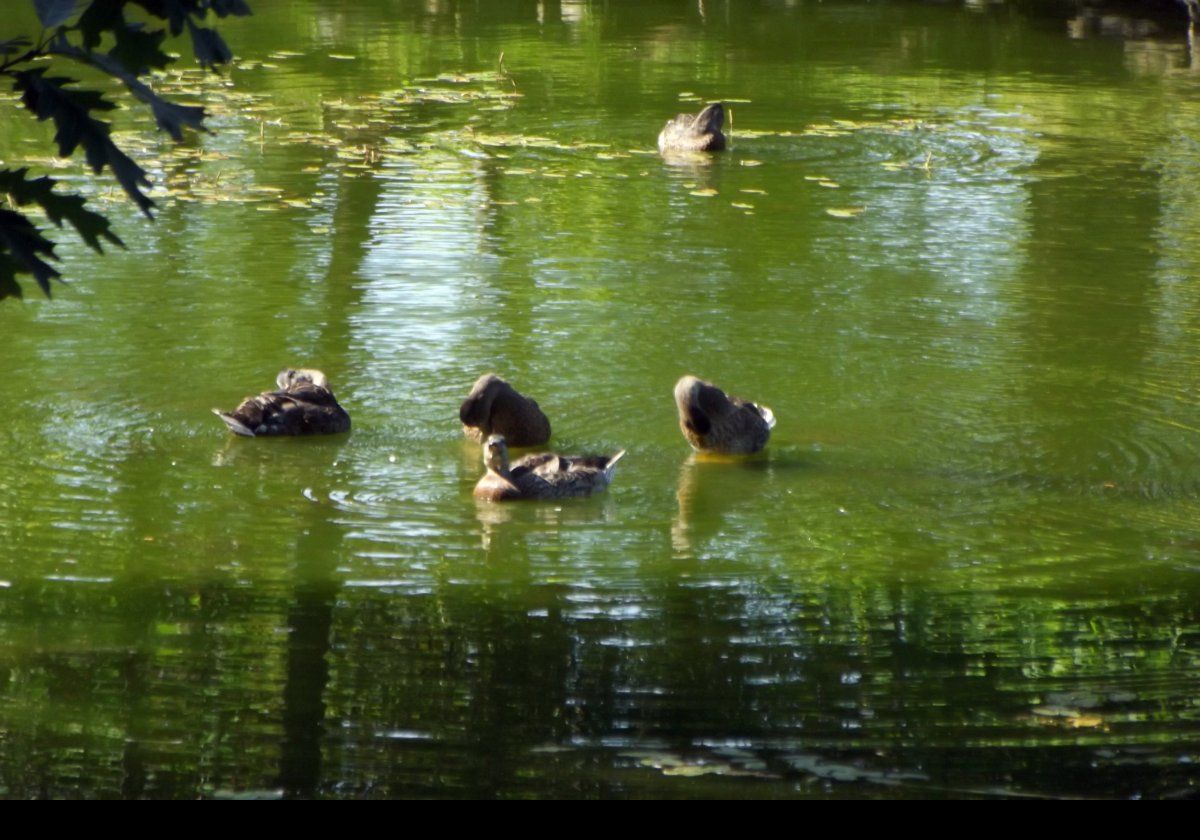 Ducks on the pond.