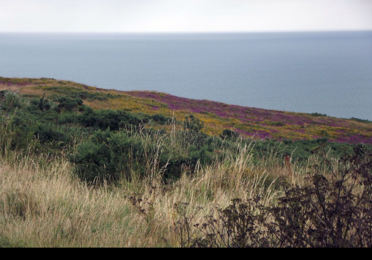 Beautiful colors in the heather on the hillside.