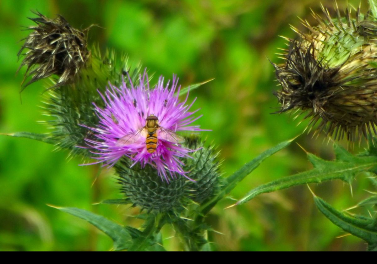A bee and a thistle.