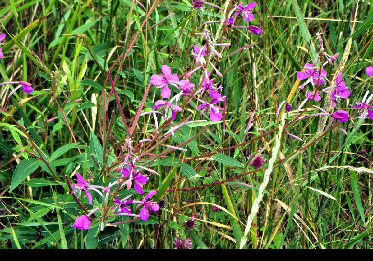 A favorite of mine; Rosebay Willowherb or Fireweed in the US.  Chamaenerion Angustifolium..