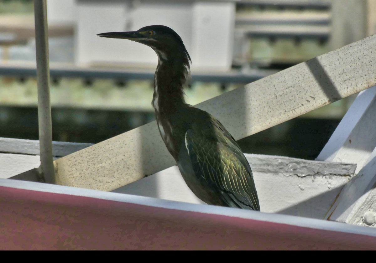 A friendly cormorant; I think.